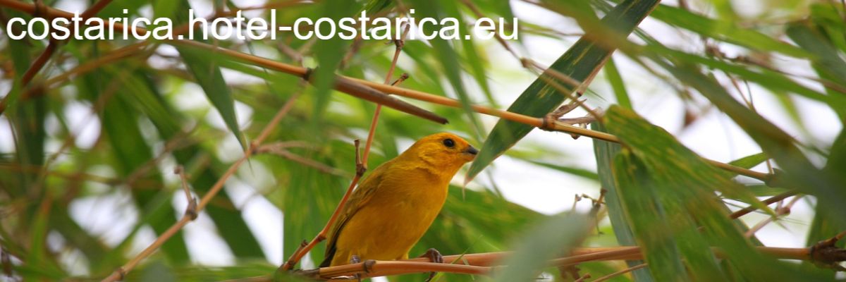 costarica.hotel-costarica.eu